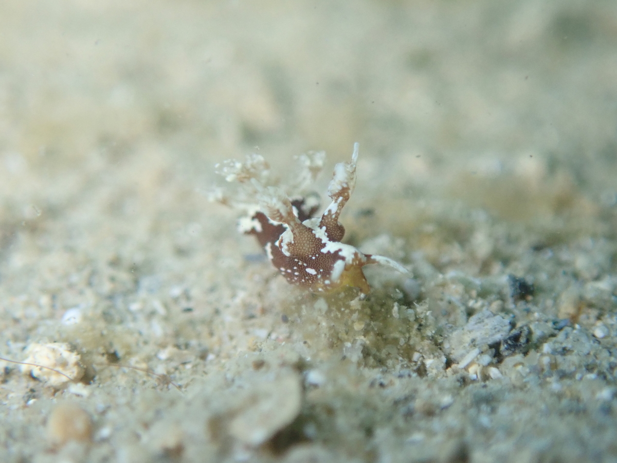 f:id:umiuminikki:20191221222022j:plain