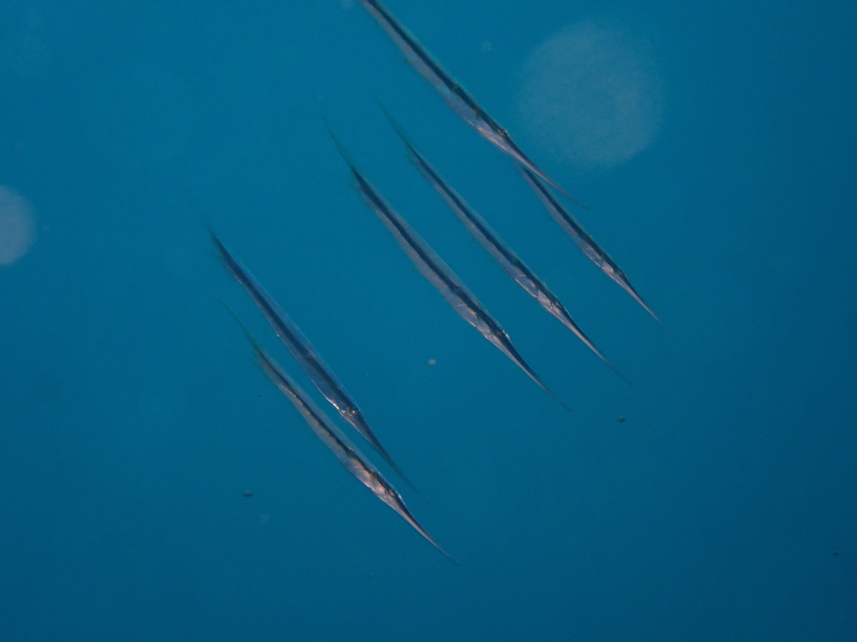 f:id:umiuminikki:20191221222109j:plain