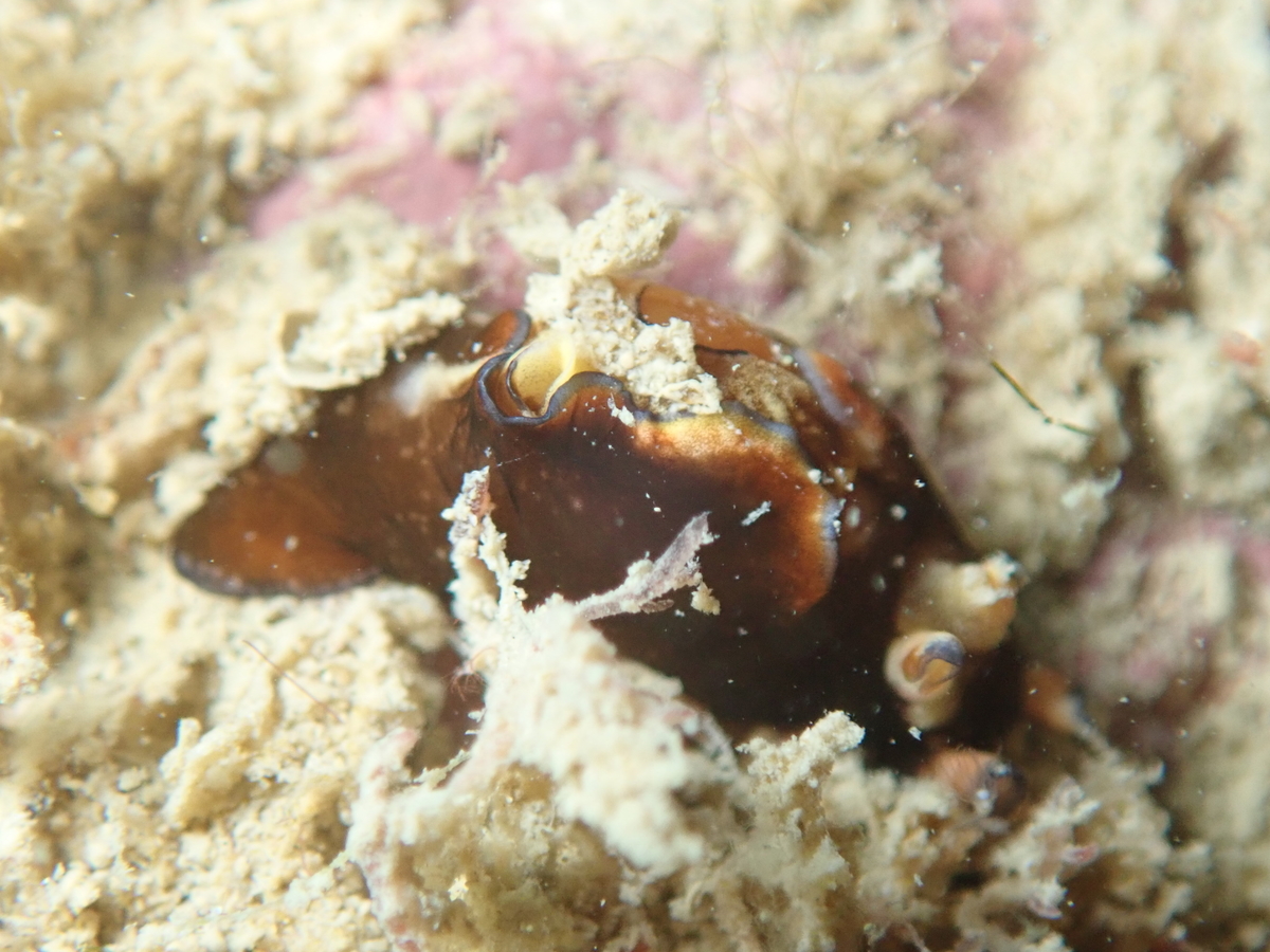 f:id:umiuminikki:20191221222149j:plain