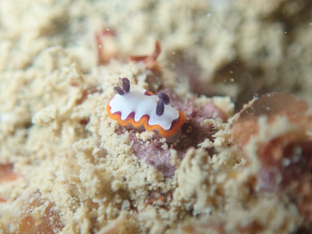 f:id:umiuminikki:20191221222205j:plain