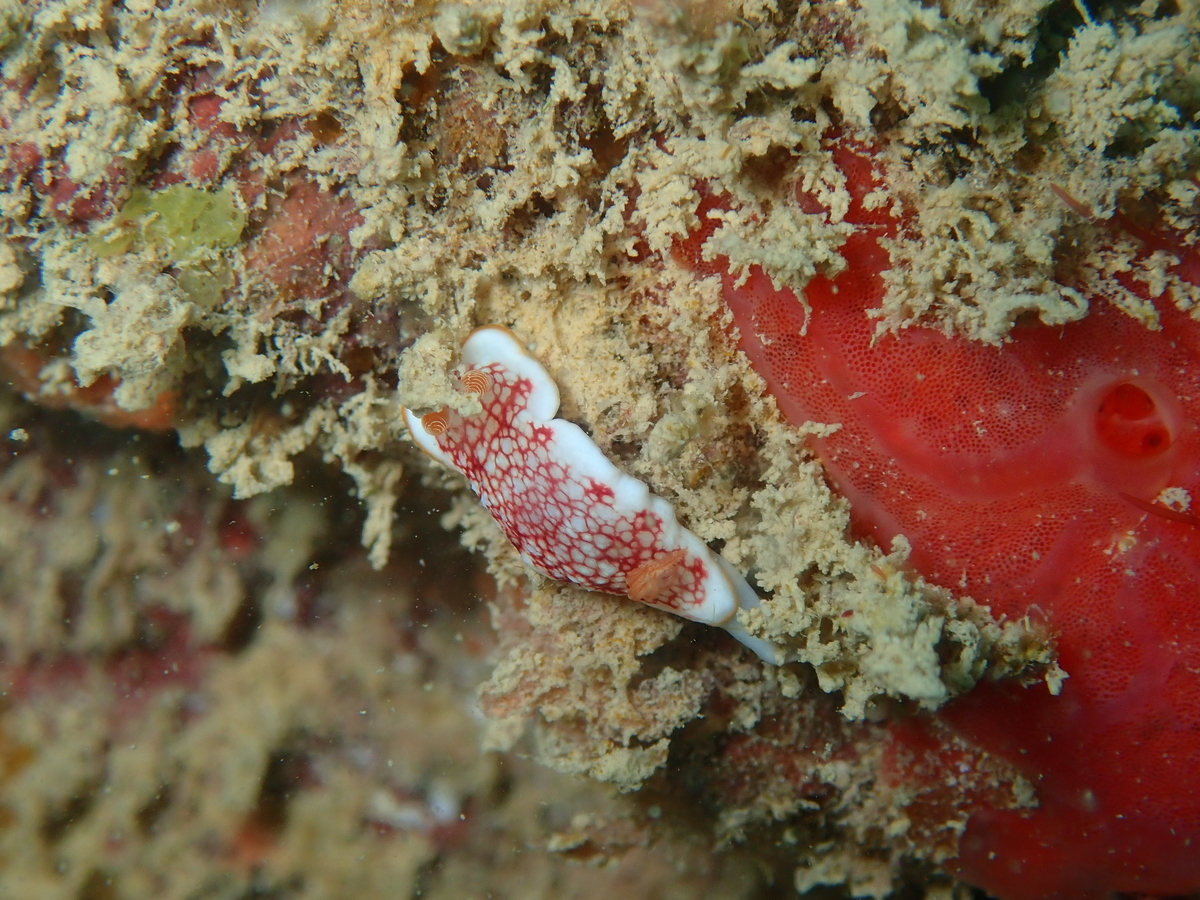 f:id:umiuminikki:20191221222224j:plain