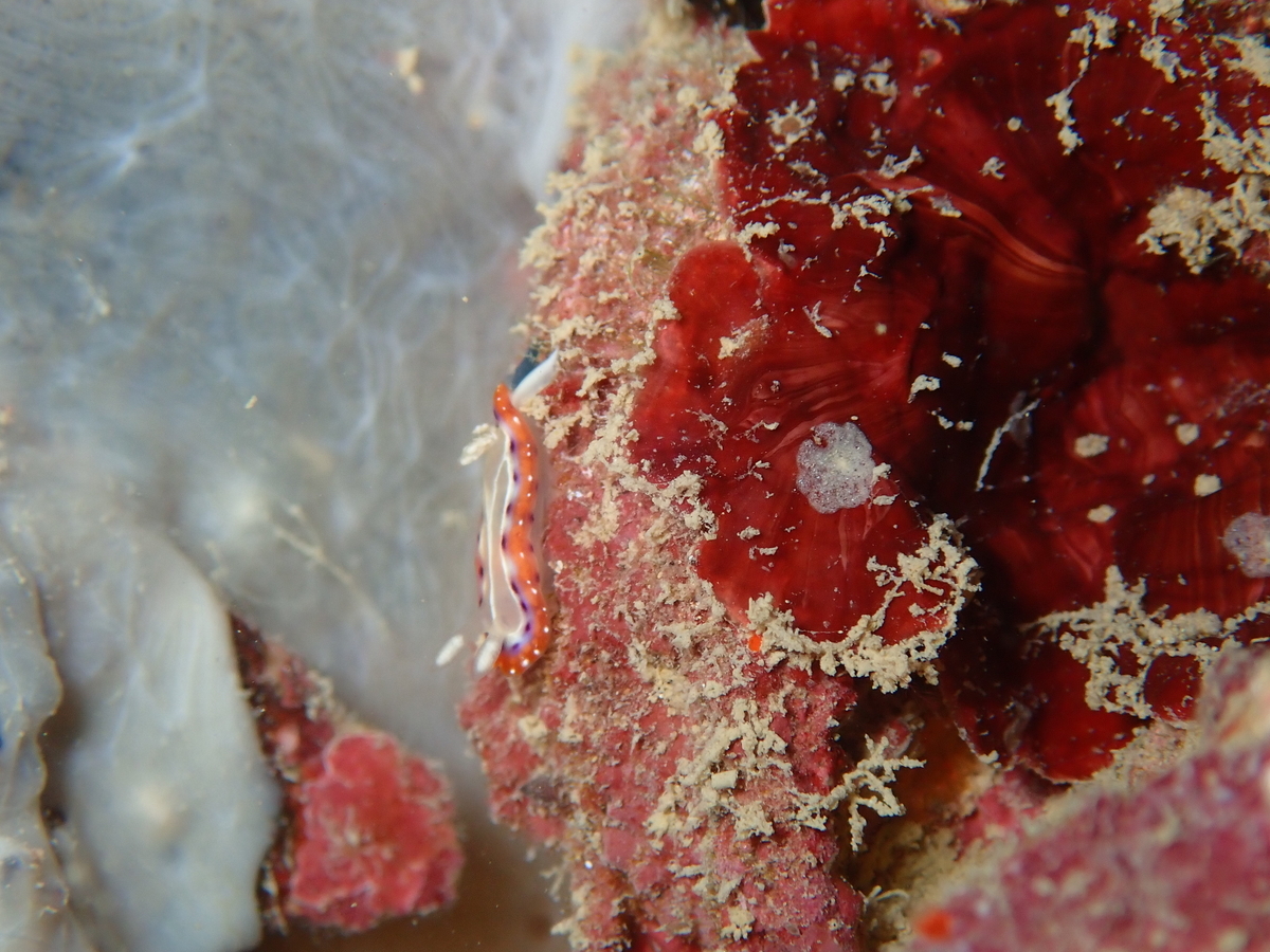 f:id:umiuminikki:20191221222302j:plain