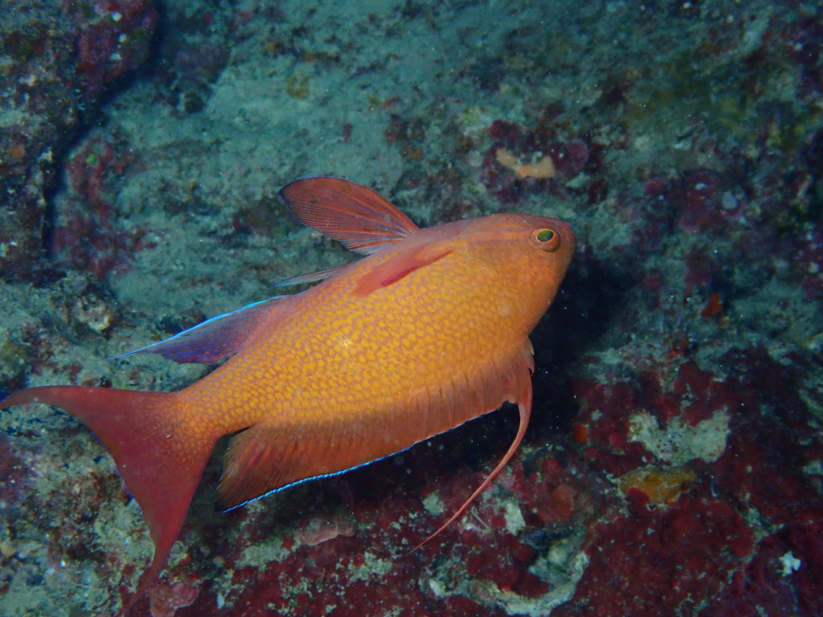 f:id:umiuminikki:20191221231023j:plain