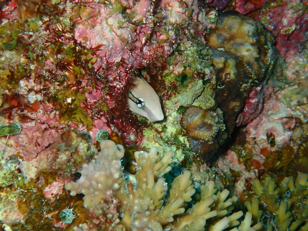 f:id:umiuminikki:20191221231053j:plain