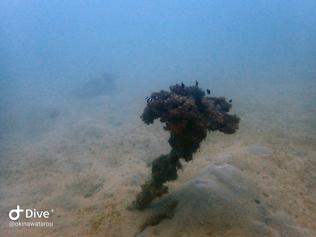 f:id:umiuminikki:20191223223206j:plain f:id:umiuminikki:20191223223206j:plain