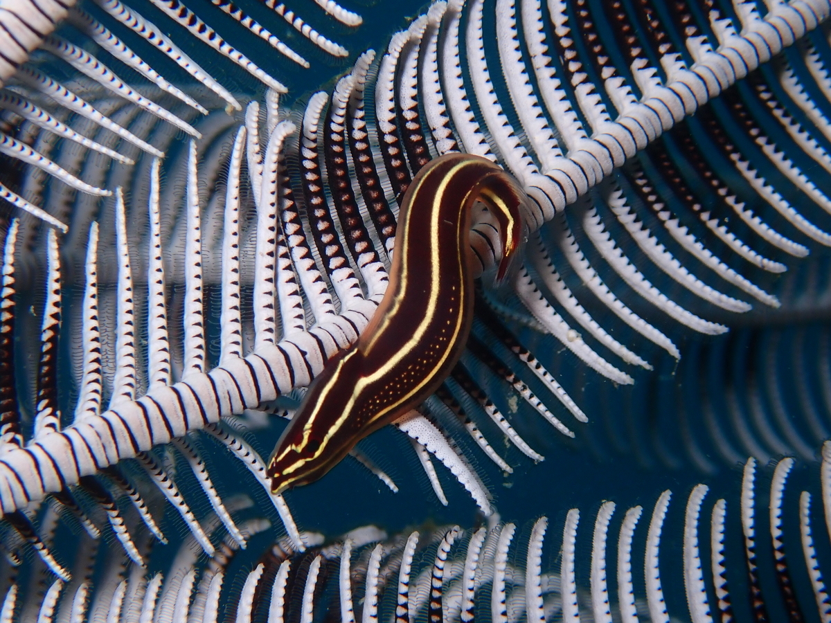 f:id:umiuminikki:20191223223522j:plain f:id:umiuminikki:20191223223522j:plain