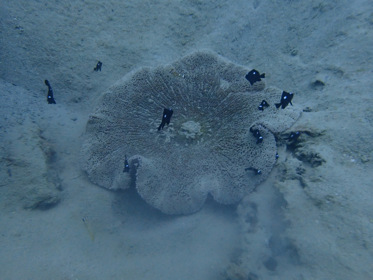 f:id:umiuminikki:20191223223652j:plain f:id:umiuminikki:20191223223652j:plain