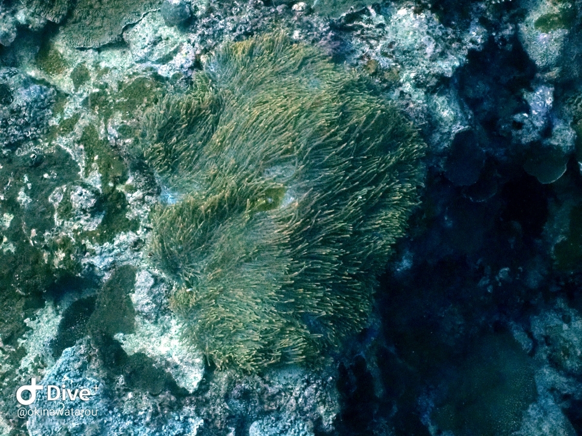 f:id:umiuminikki:20200117214617j:plain