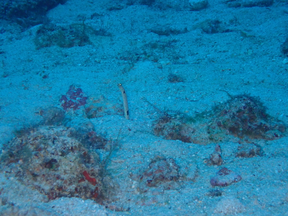 f:id:umiuminikki:20200207181927j:plain