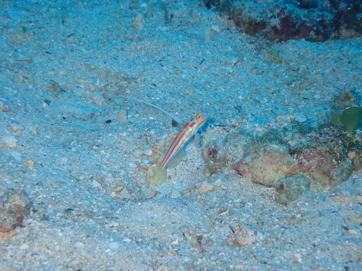 f:id:umiuminikki:20200207182404j:plain