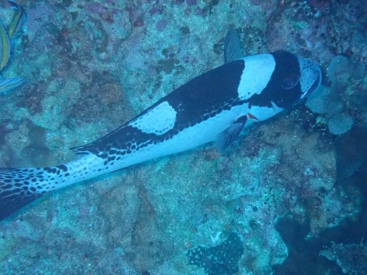 f:id:umiuminikki:20200207182450j:plain