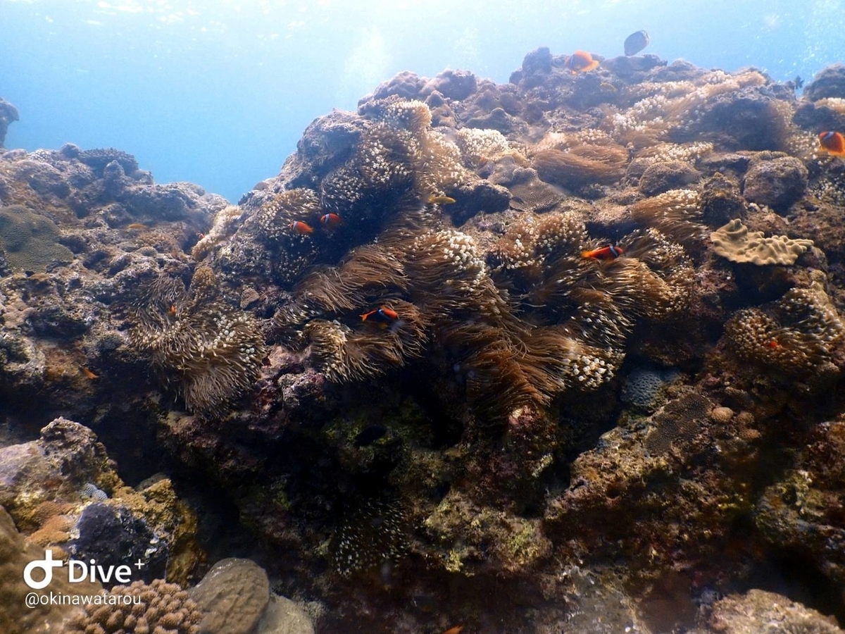 f:id:umiuminikki:20200217235741j:plain