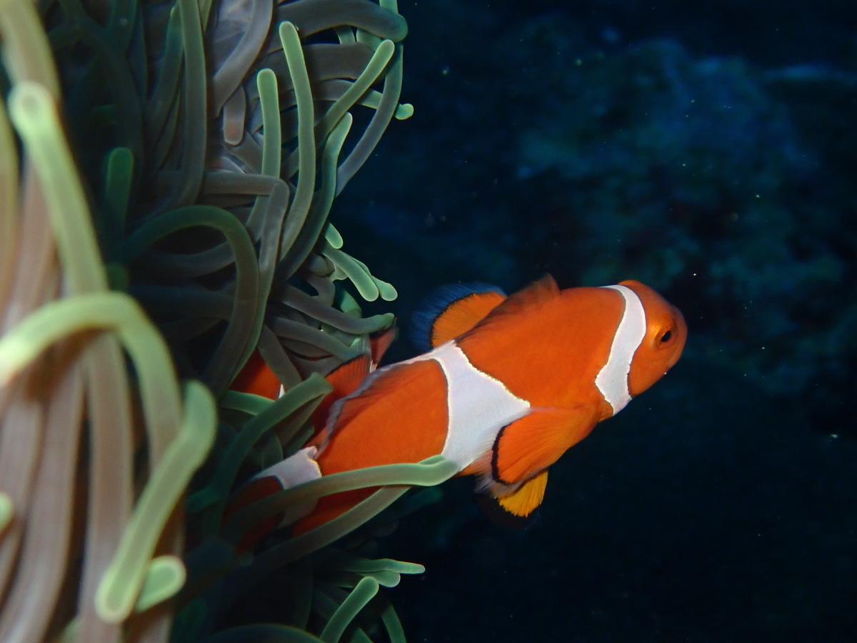 f:id:umiuminikki:20200218001816j:plain