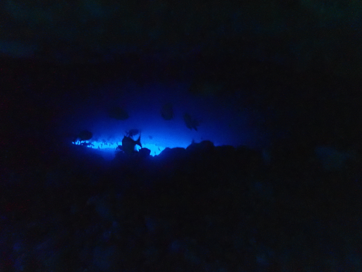 f:id:umiuminikki:20200301084700j:plain