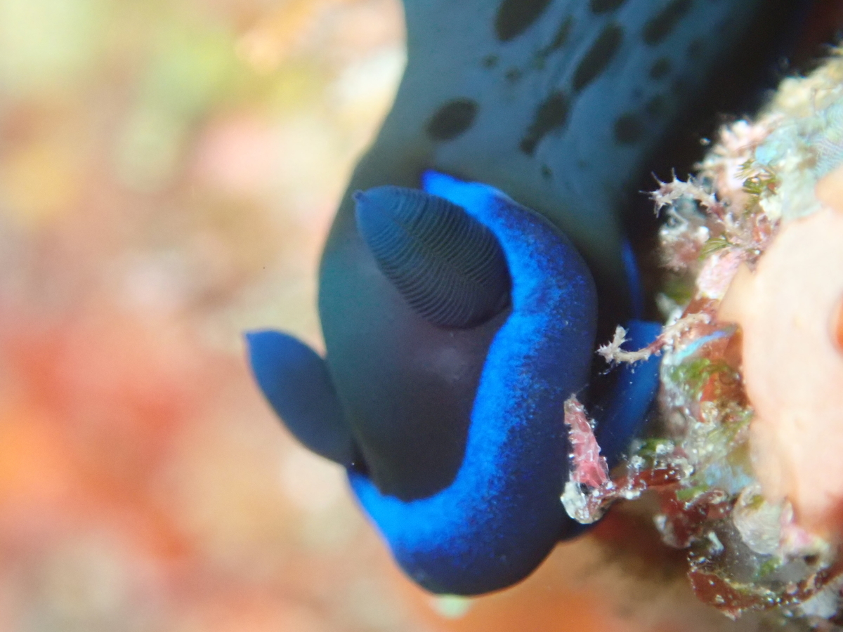 f:id:umiuminikki:20200301090446j:plain