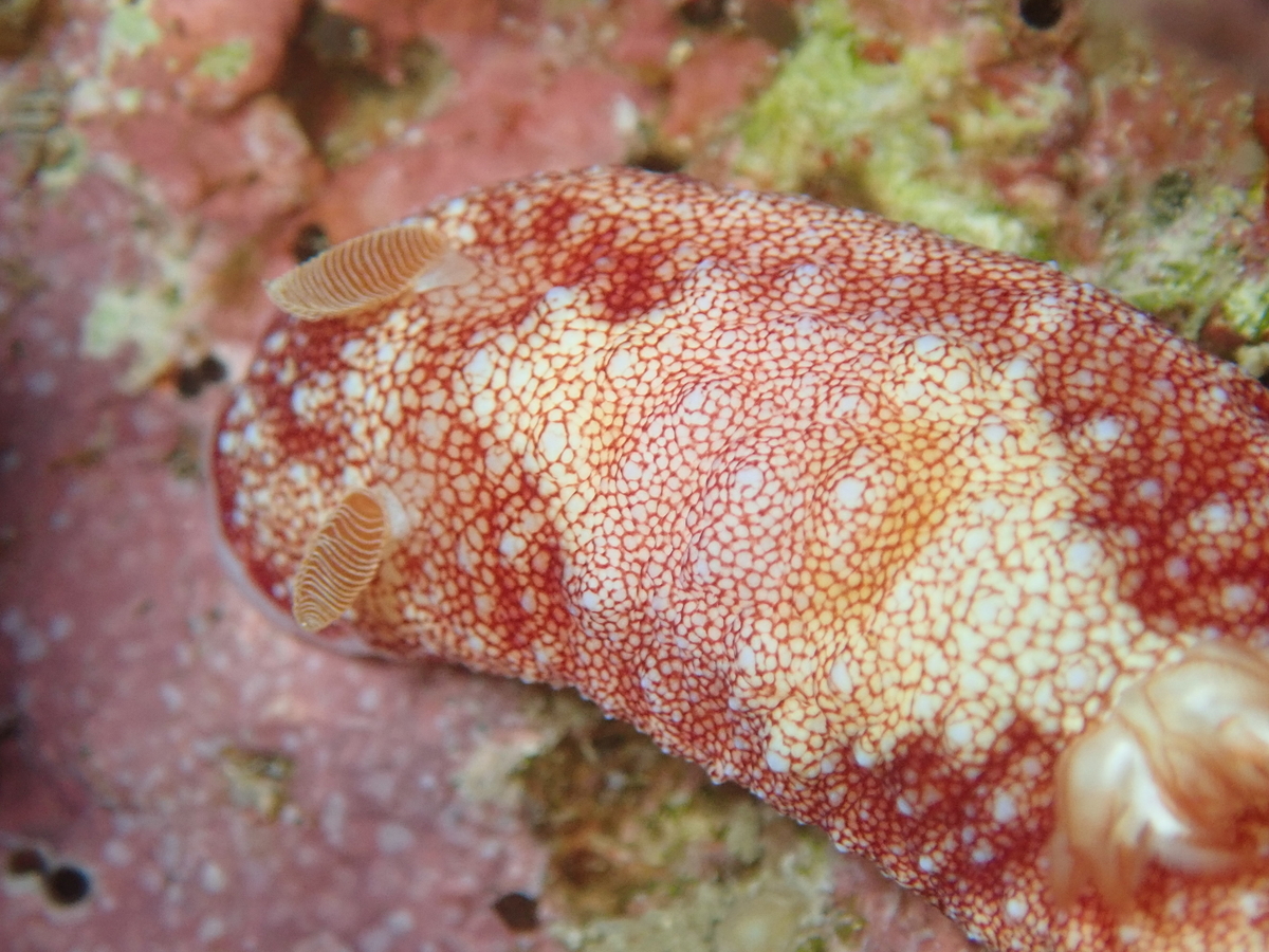 f:id:umiuminikki:20200301092615j:plain