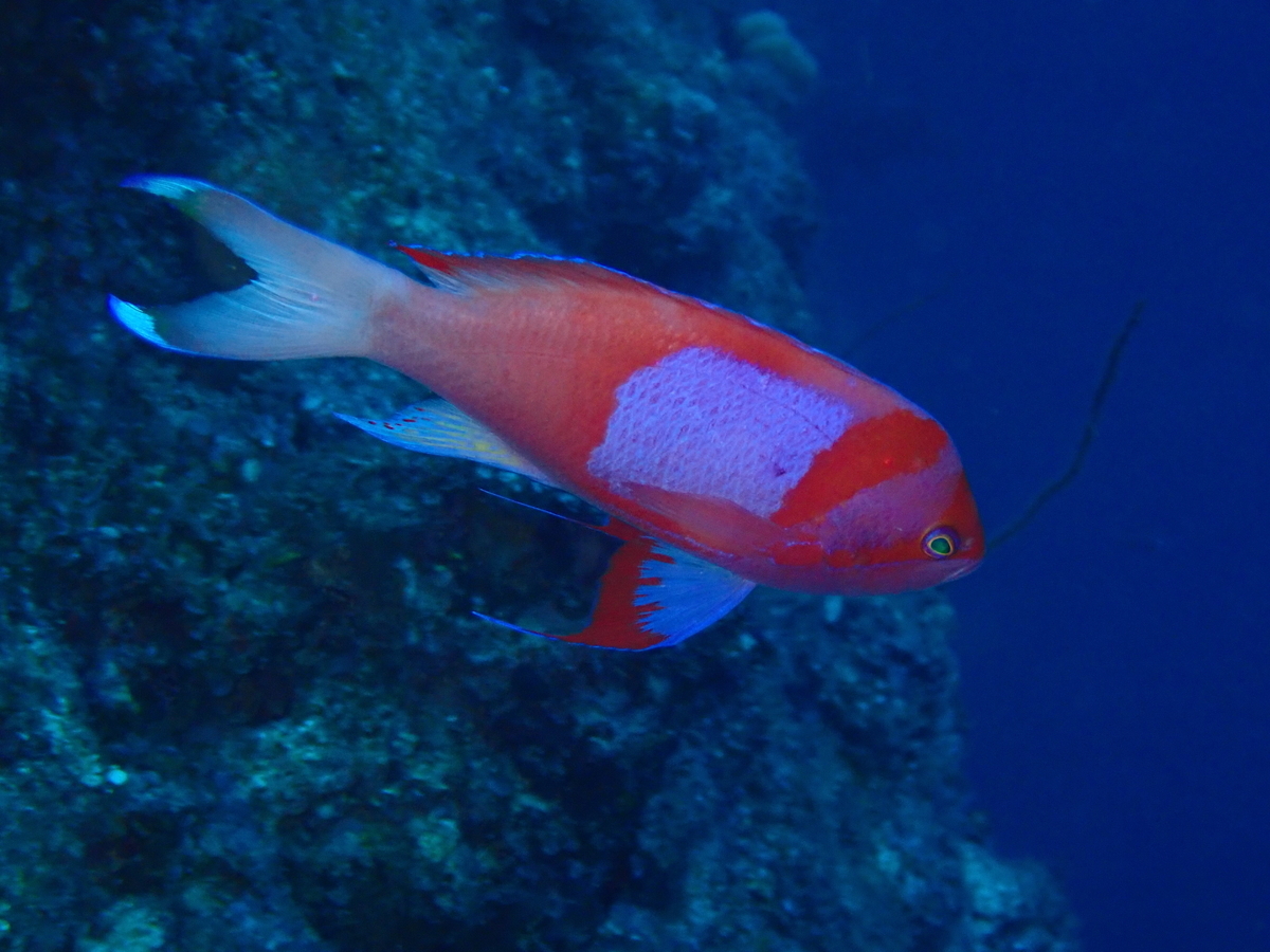 f:id:umiuminikki:20200301113743j:plain