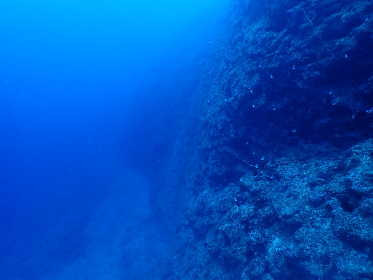 f:id:umiuminikki:20200301113929j:plain