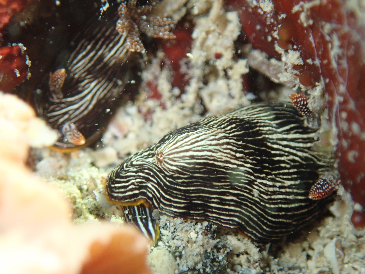 f:id:umiuminikki:20200319235723j:plain