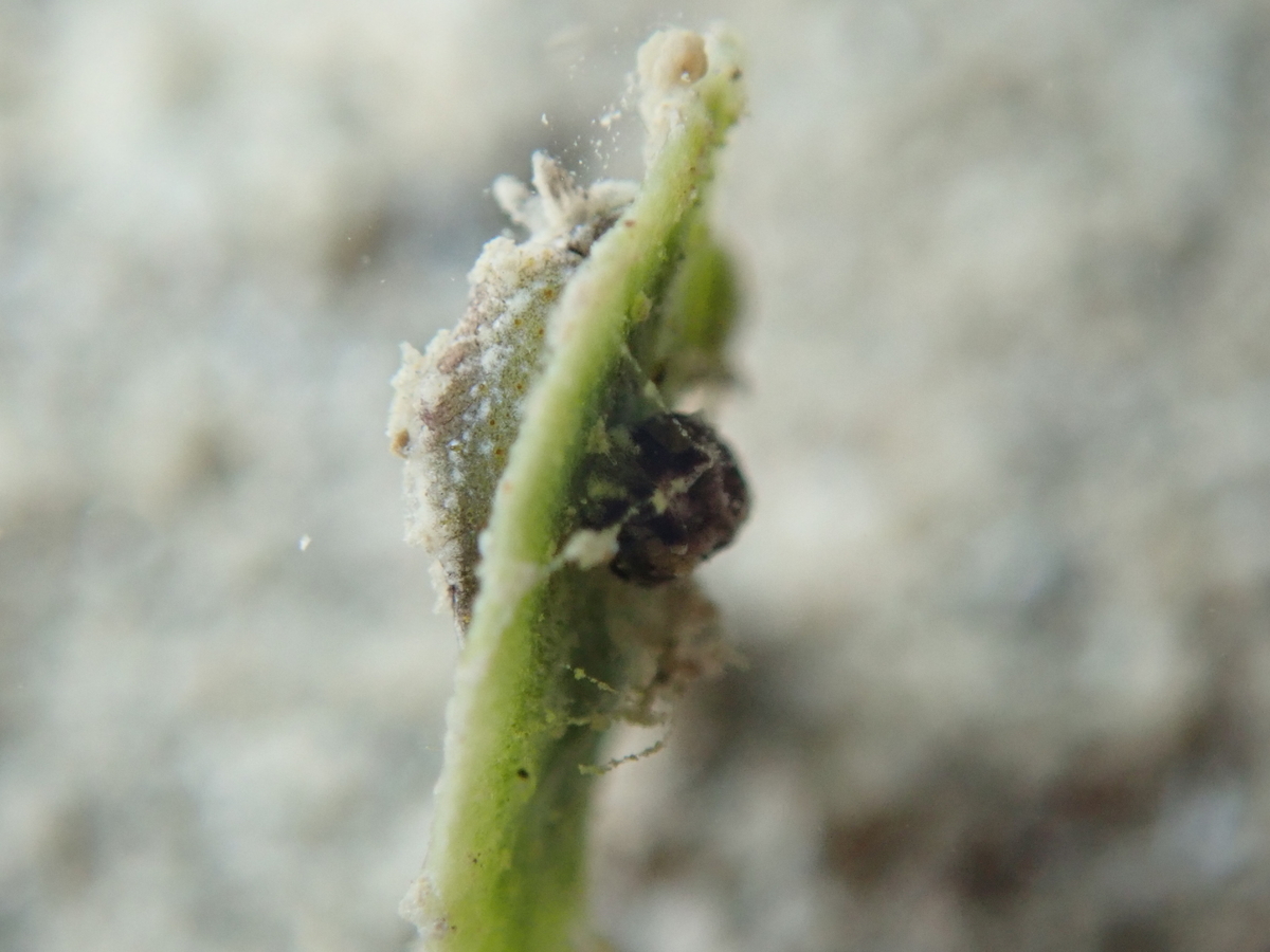 f:id:umiuminikki:20200319235837j:plain