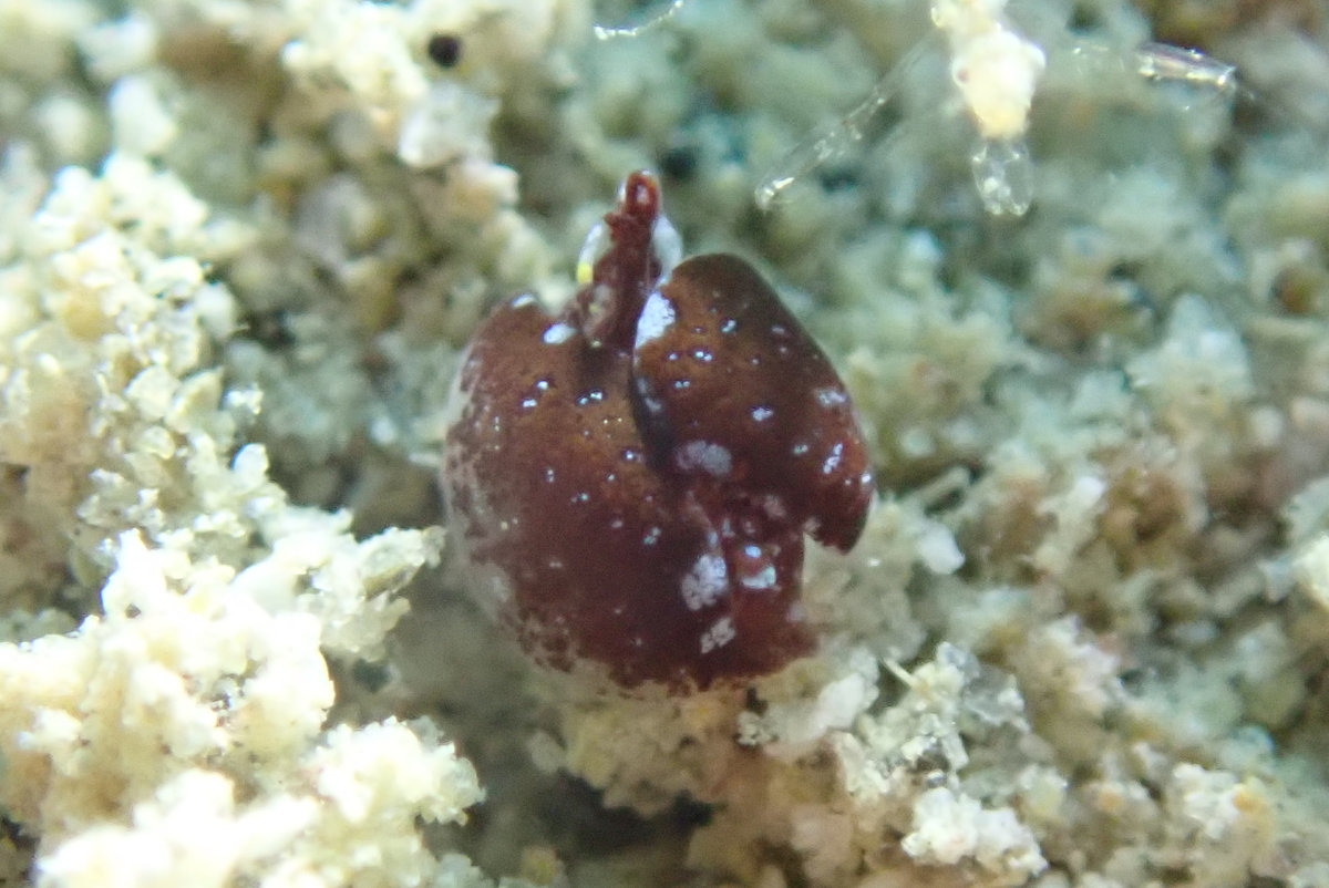 f:id:umiuminikki:20200319235918j:plain