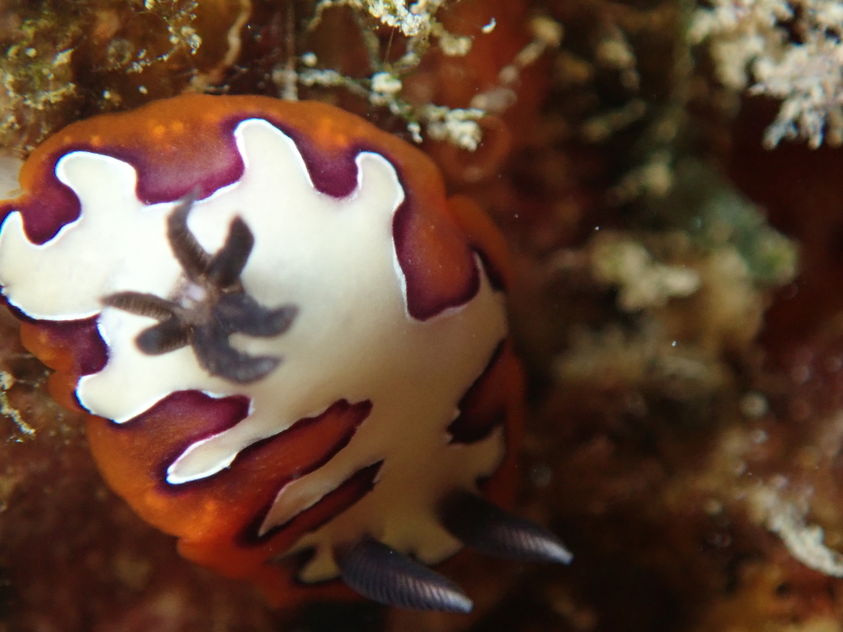 f:id:umiuminikki:20200319235950j:plain