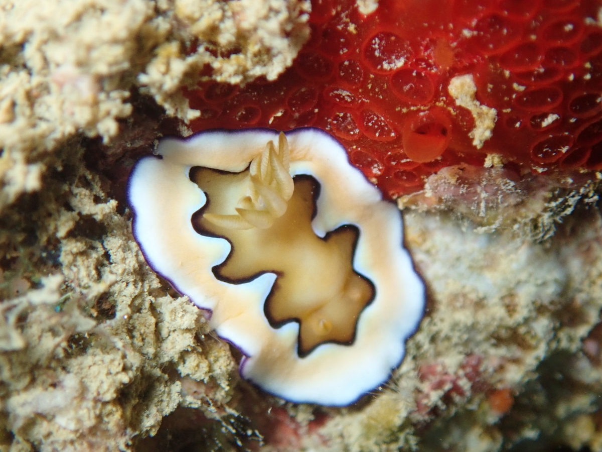 f:id:umiuminikki:20200320000108j:plain