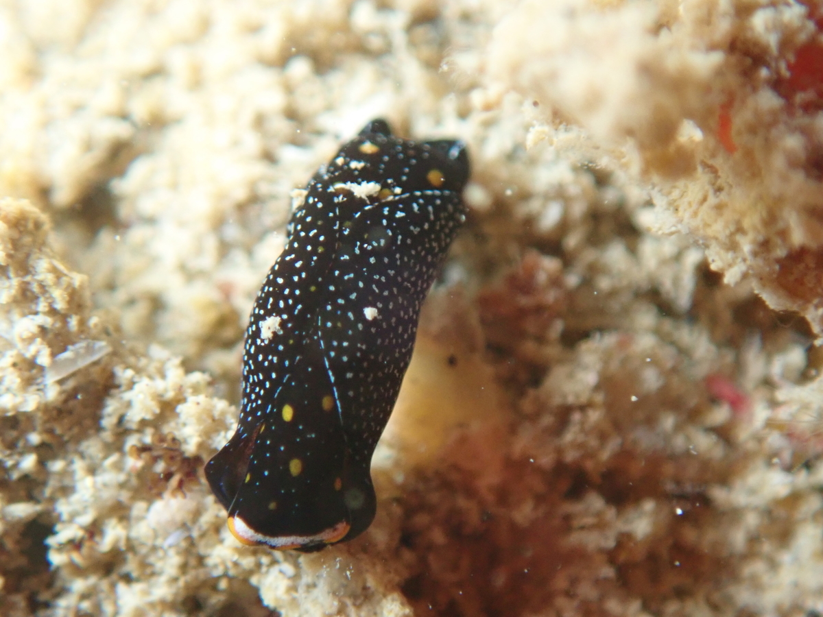 f:id:umiuminikki:20200320000252j:plain