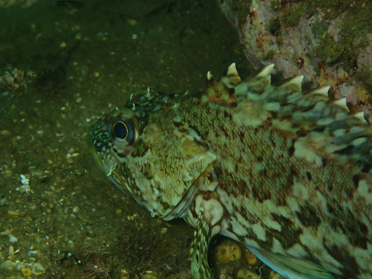 f:id:umiuminikki:20210718212251j:plain