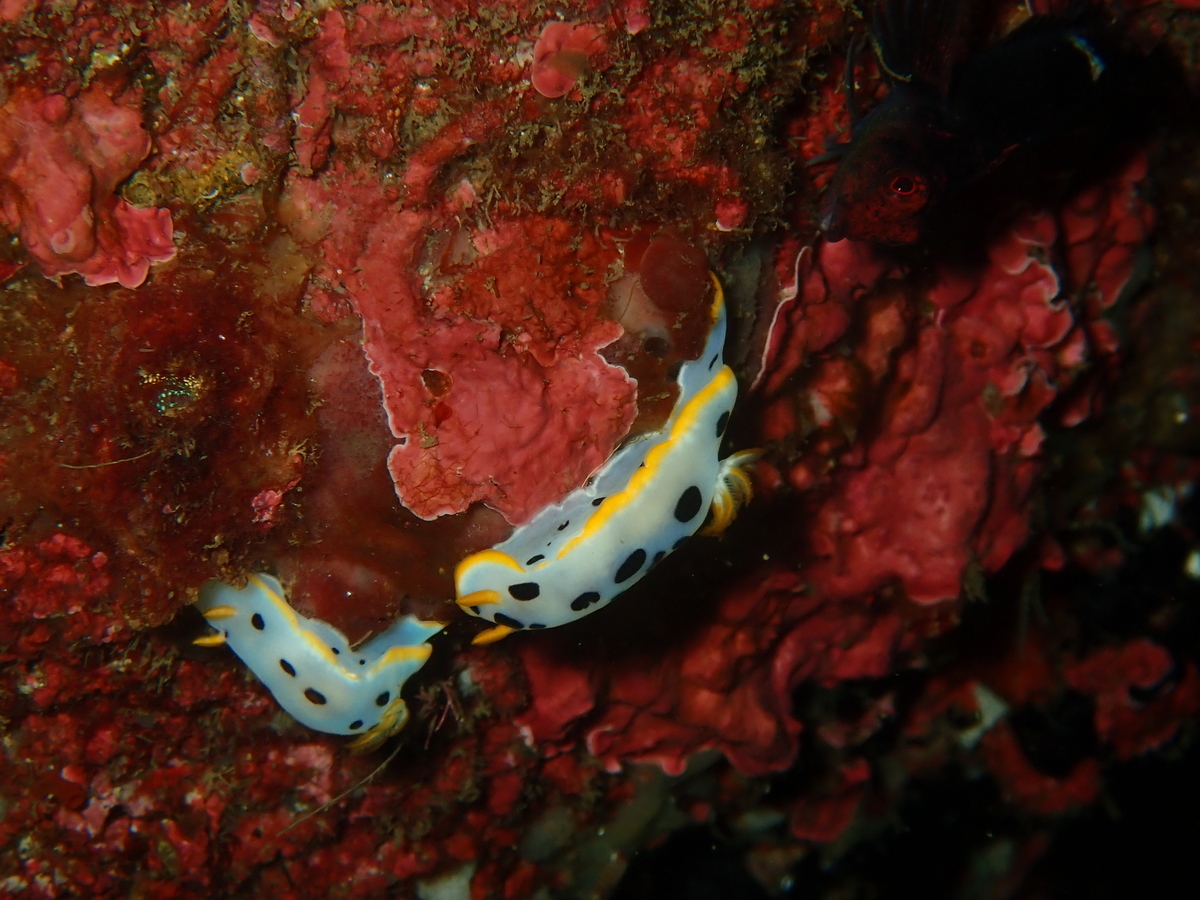 f:id:umiuminikki:20210718213204j:plain