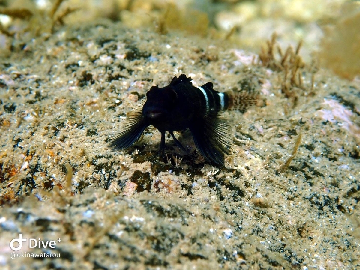 f:id:umiuminikki:20210718214615j:plain