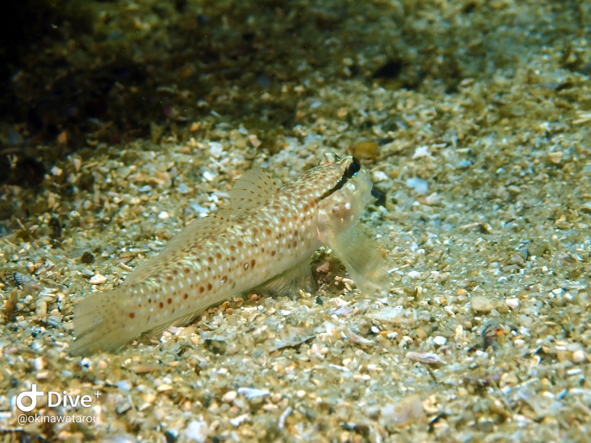 f:id:umiuminikki:20210718220037j:plain