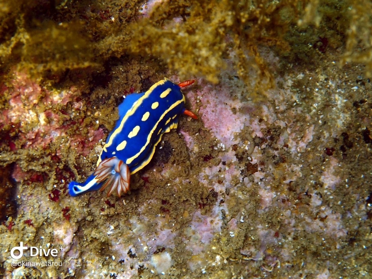 f:id:umiuminikki:20210718224745j:plain