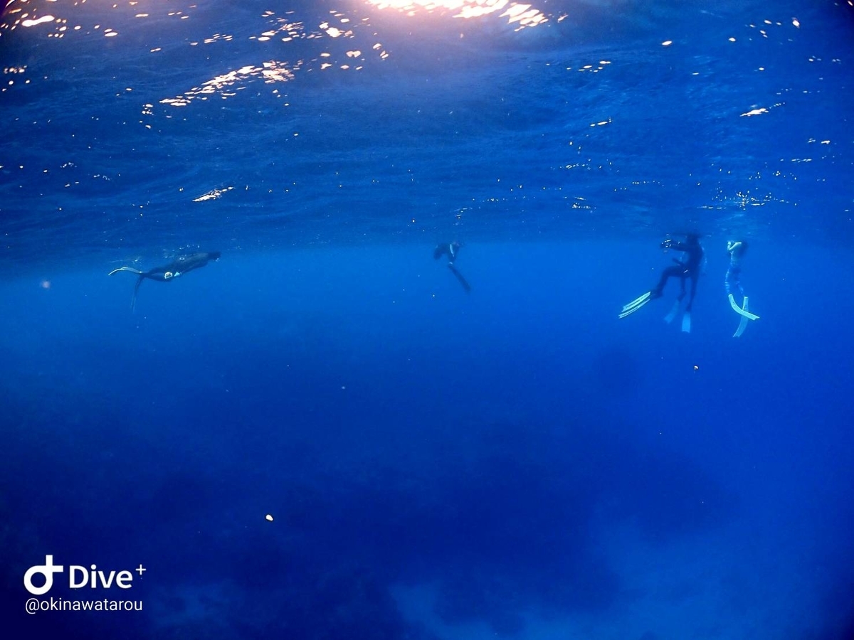 f:id:umiuminikki:20211203234050j:plain