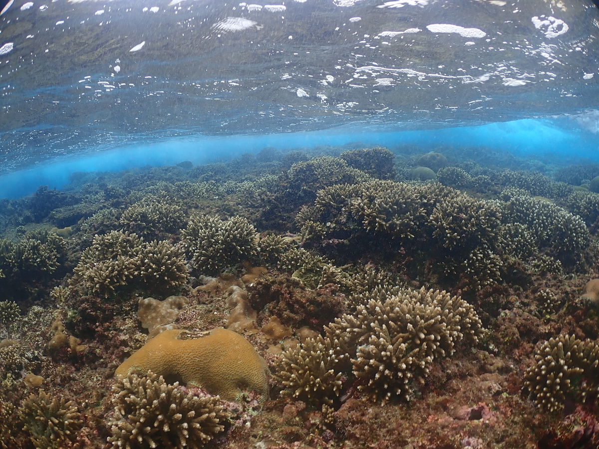 f:id:umiuminikki:20211208213643j:plain