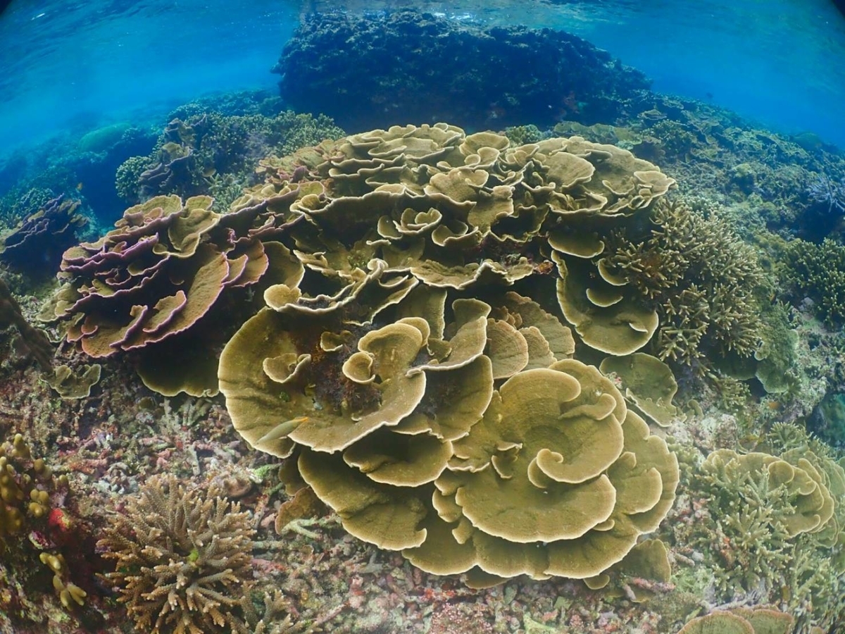 f:id:umiuminikki:20211208215022j:plain