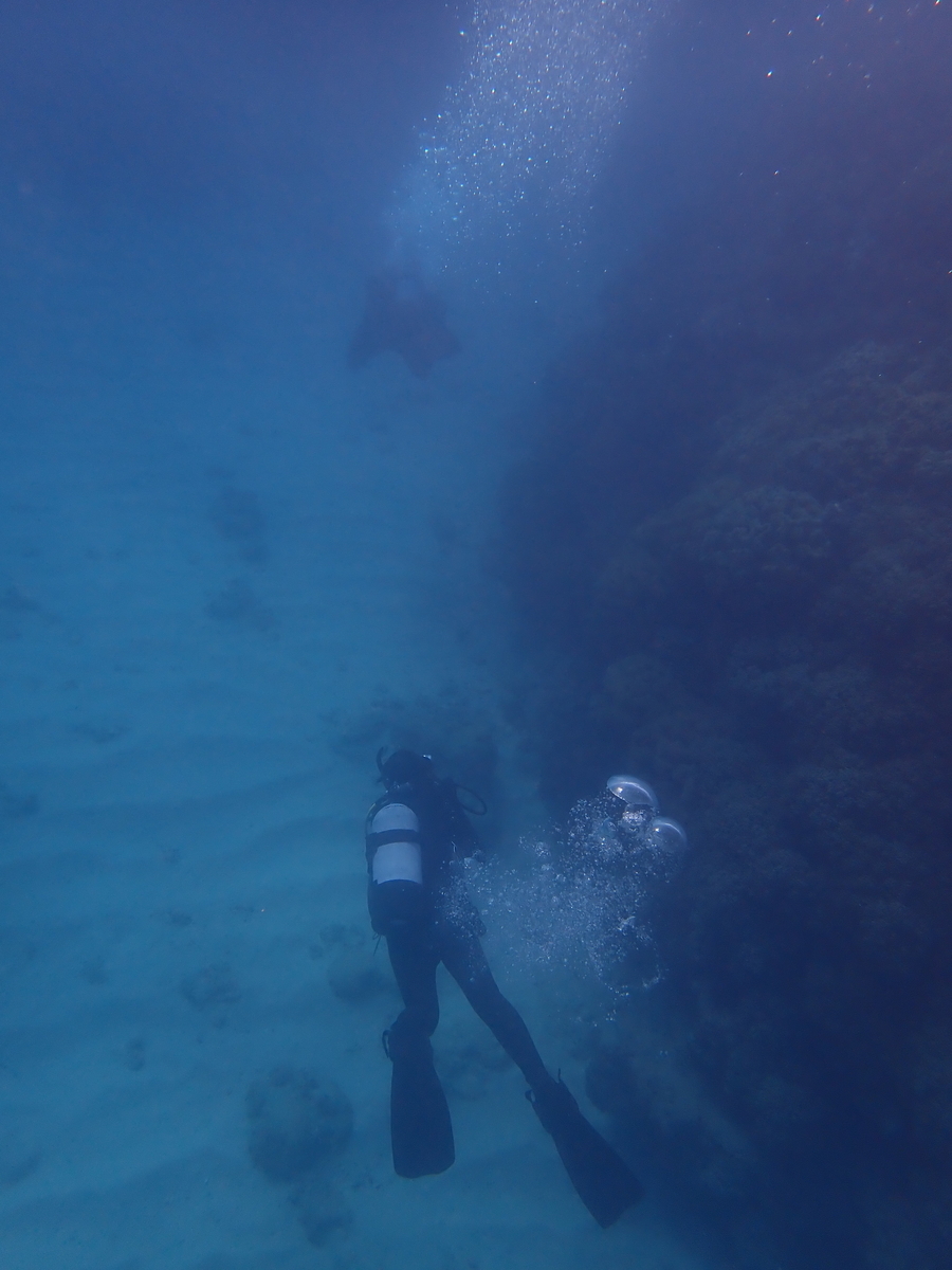 f:id:umiuminikki:20211222204815j:plain