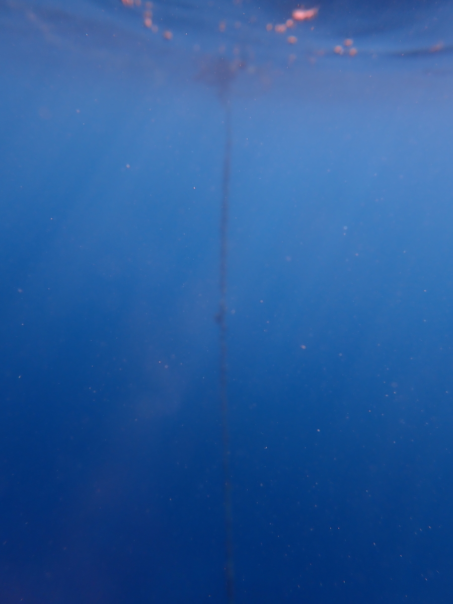 f:id:umiuminikki:20211222205226j:plain