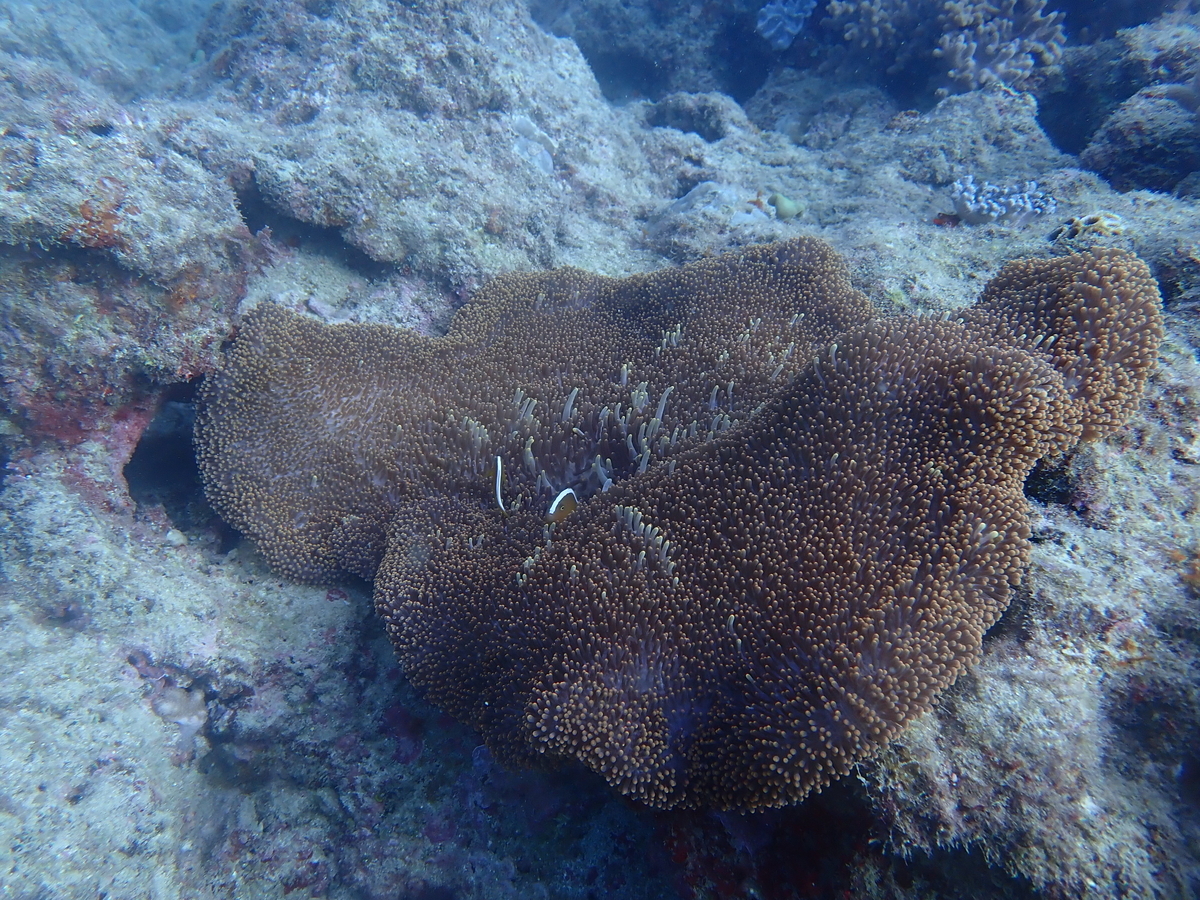 f:id:umiuminikki:20211222210539j:plain