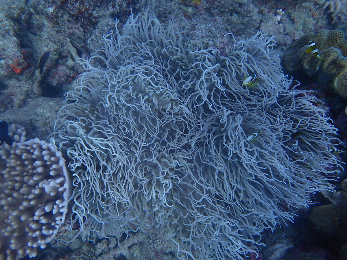 f:id:umiuminikki:20211222211009j:plain