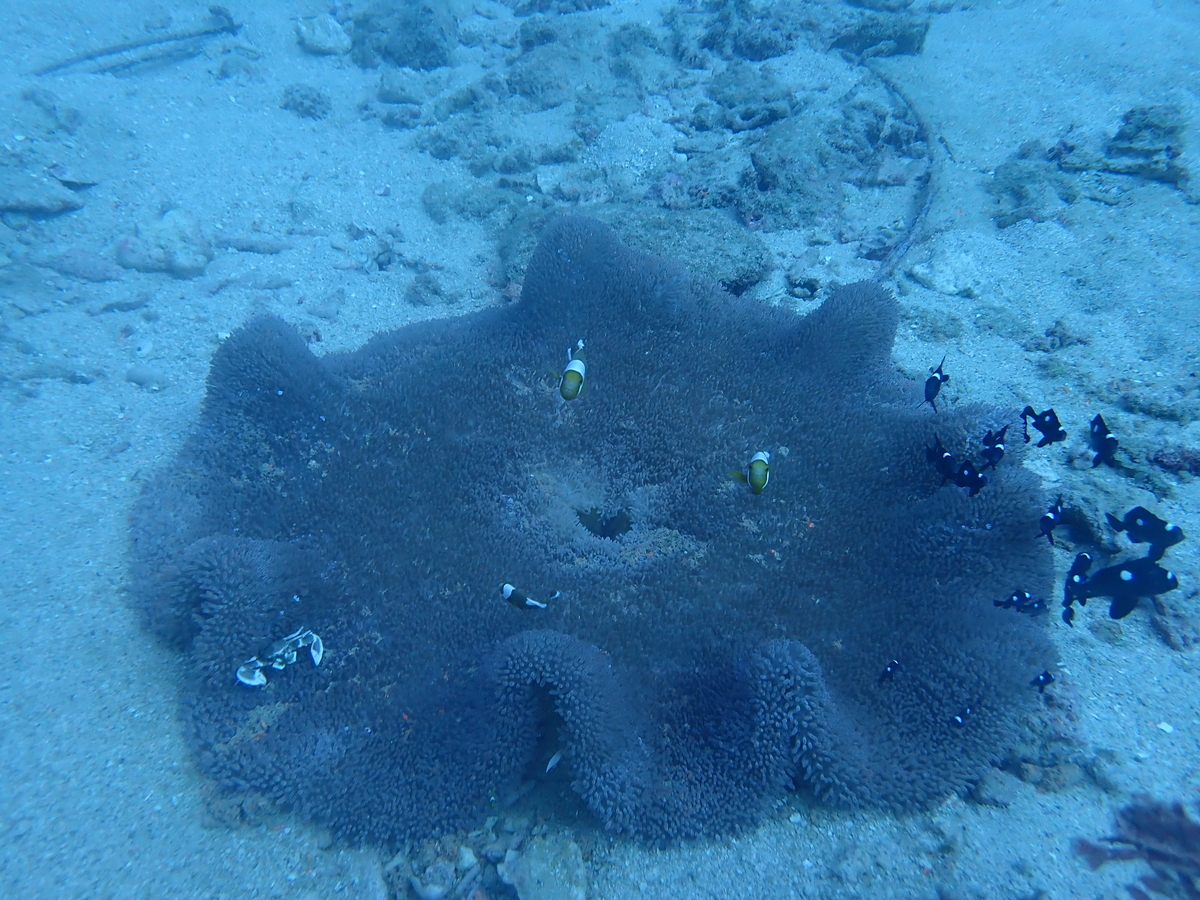 f:id:umiuminikki:20211222213802j:plain