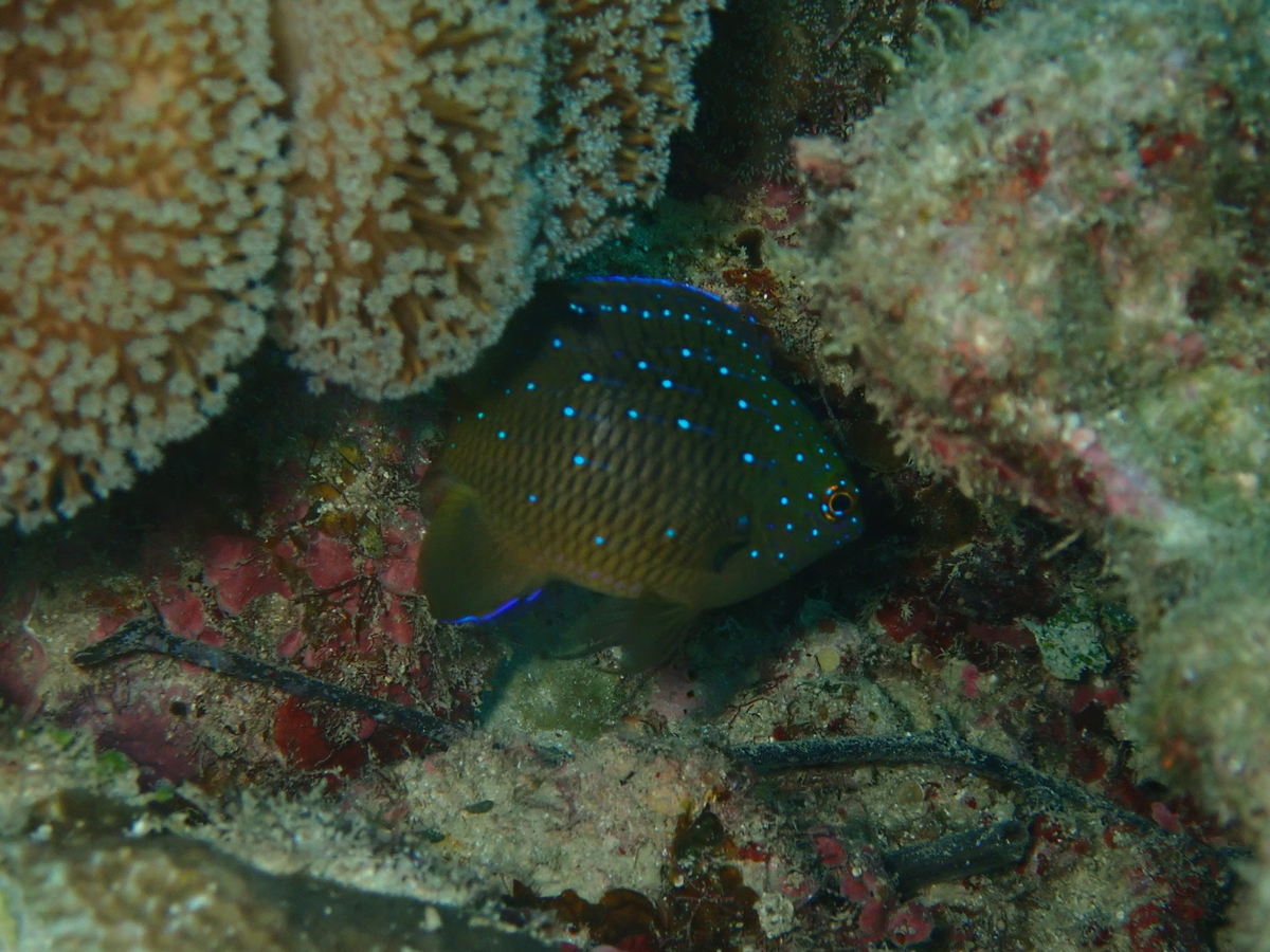 f:id:umiuminikki:20211222220925j:plain