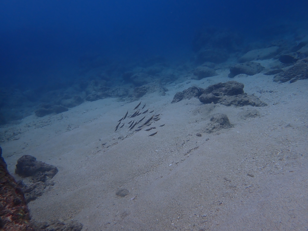 f:id:umiuminikki:20211222221358j:plain