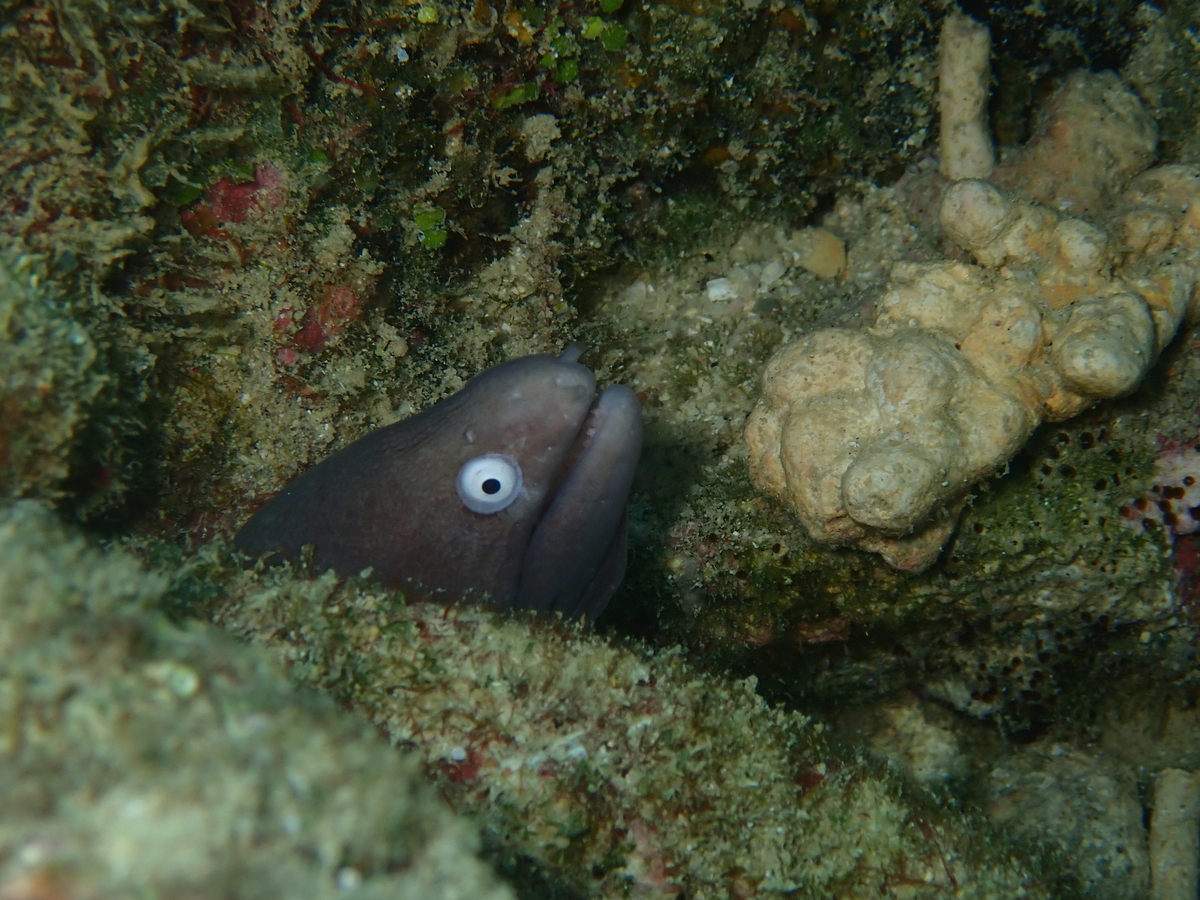 f:id:umiuminikki:20211222221425j:plain