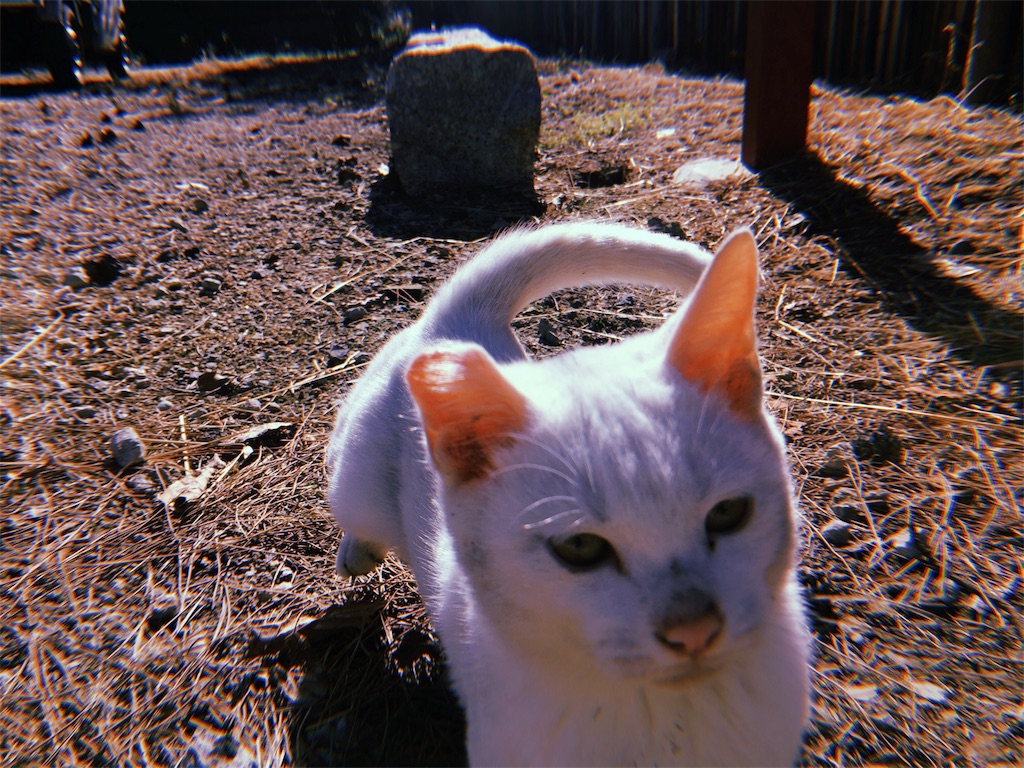 f:id:umiuship:20191117001651j:plain f:id:umiuship:20191117001651j:plain