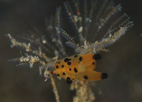 20111208200521