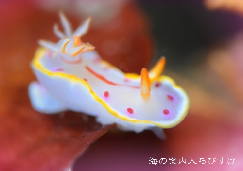 f:id:umiusi7:20130801224920j:image