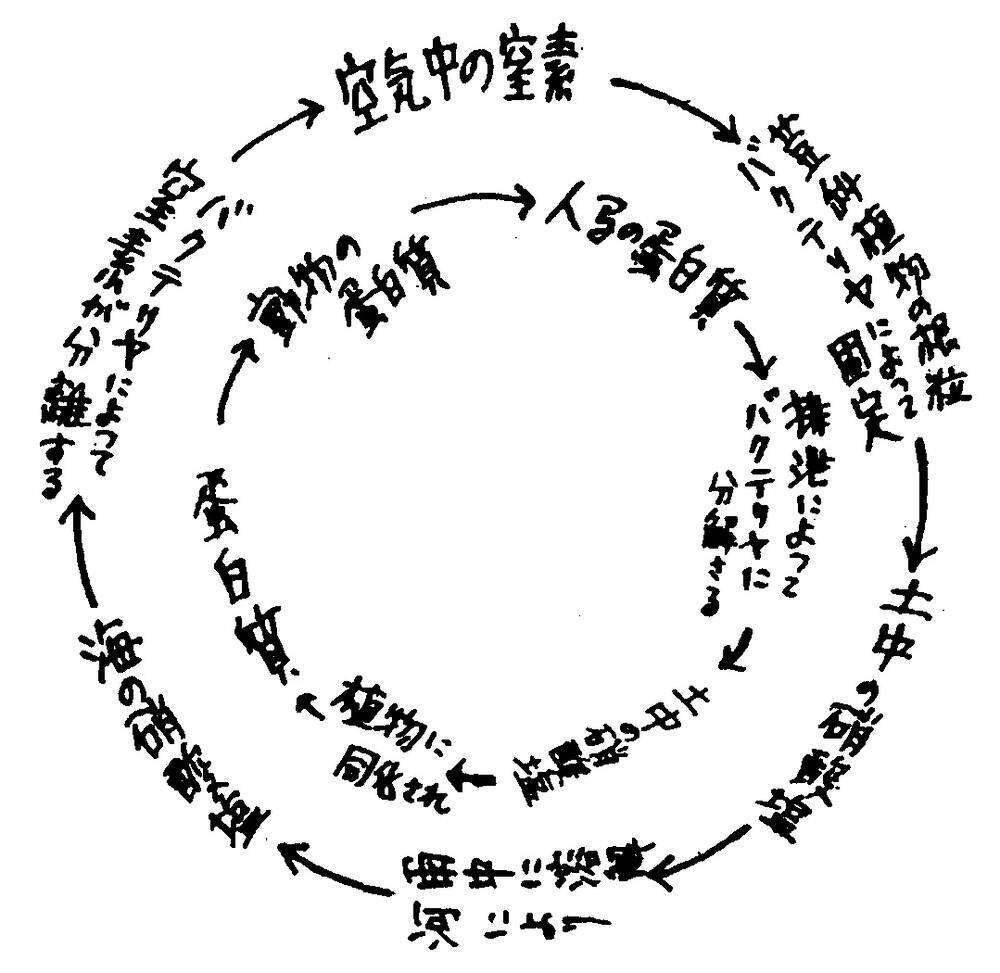 生態系における窒素循環を示す山越自筆の図式　1940（昭和15）年（山越邦彦旧蔵資料）