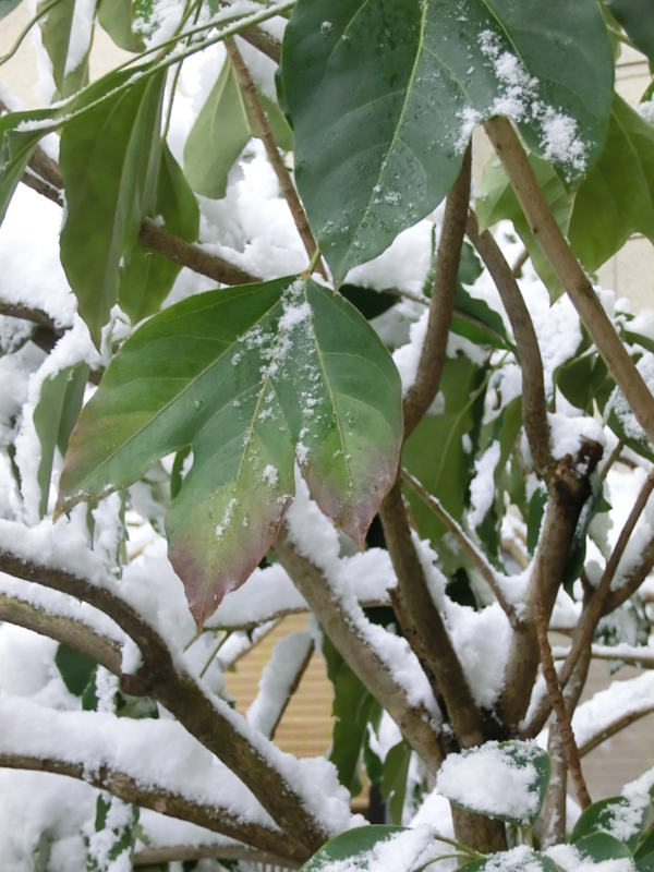 f:id:umryuyanagi104:20120217083917j:image:w360