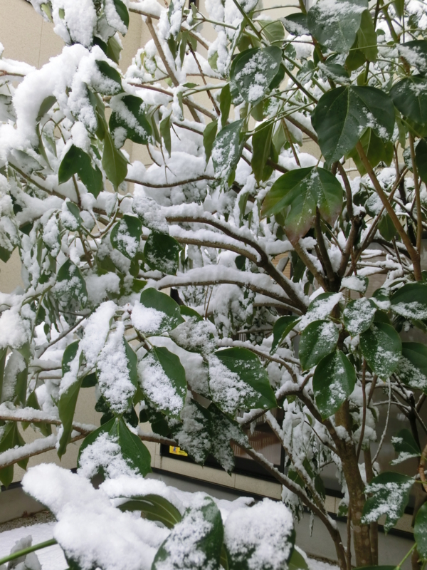 f:id:umryuyanagi104:20120217083936j:image:w360